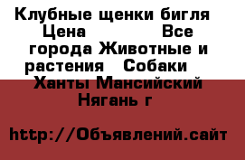 Клубные щенки бигля › Цена ­ 30 000 - Все города Животные и растения » Собаки   . Ханты-Мансийский,Нягань г.